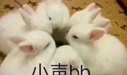 兔兔娱乐吃瓜,揭秘娱乐圈吃瓜背后的真相与趣味